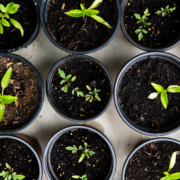 Gardening as a Lifestyle Medicine Practice