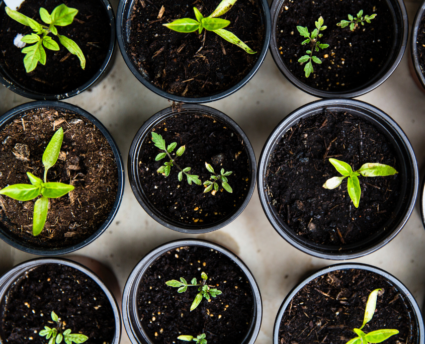 Gardening as a Lifestyle Medicine Practice