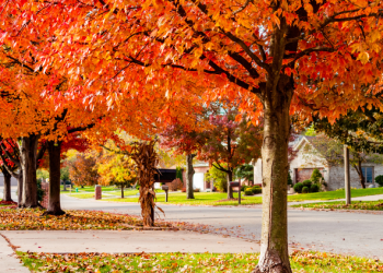 Paying Attention to Perspective