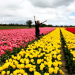 woman jumping in tulips