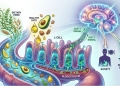 A colorful medical illustration showing the relationship between the gut and the brain. On the left, dietary fiber and healthy fats (like avocados and nuts) enter the gut, stimulating "L-cells" to release GLP-1 into the bloodstream. Green arrows represent the "GLP-1 Signal" traveling to a glowing brain on the right, which then triggers icons for "Satiety" and "Metabolic Balance".